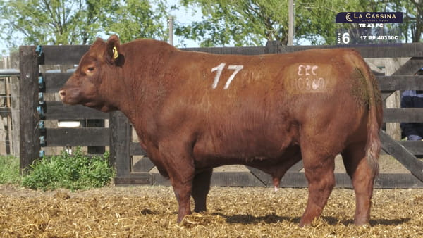 17 -  40360C — TOROS ANGUS PURO CONTROLADO