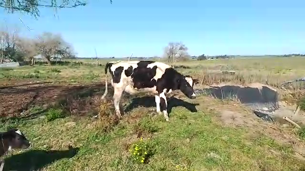 Lote Vaquillonas 1 a 2 años HOLANDO 420kg - , San José