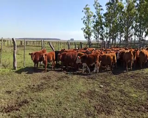 Lote 65 Terneros en San Salvador, Entre Ríos