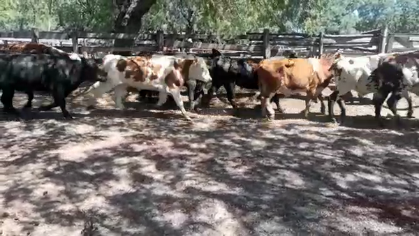 Lote (Vendido)38 Novillos CRUZAS CARNICERAS 395kg -  en COSTAS DEL ROSARIO