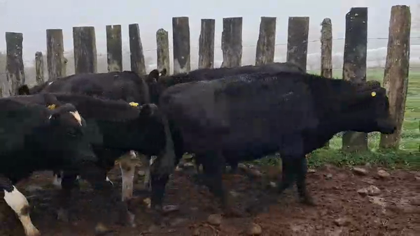 Lote 65 Ternero en Puerto Varas, X Región Los Lagos