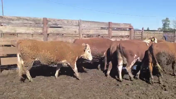 Lote 20 Vaquilla Gorda en Los Ángeles, VIII Región Biobío