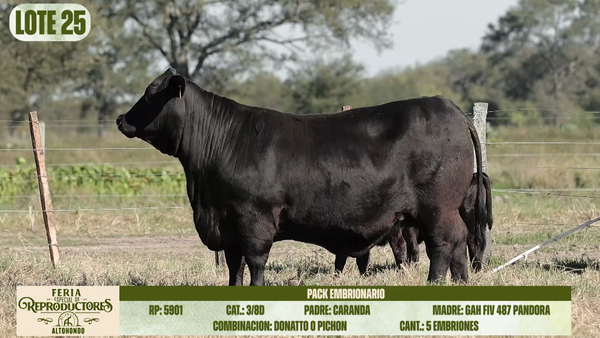 Lote LOTE 25