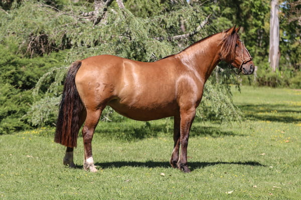 Lote QUELEN ANGELICA