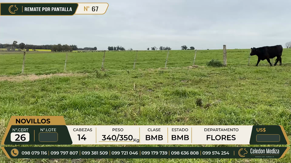 Lote 14 Novillos en Flores