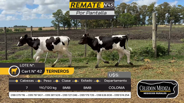 Lote 7 Terneros en Estanzuela, Colonia