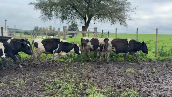 Lote TERNEROS
