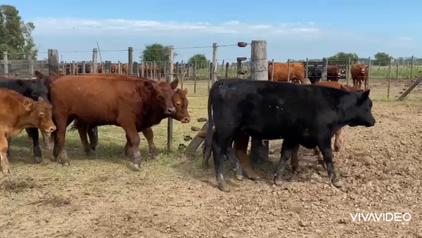 Lote 65 Terneros/as en Gral. Las Heras, Buenos Aires