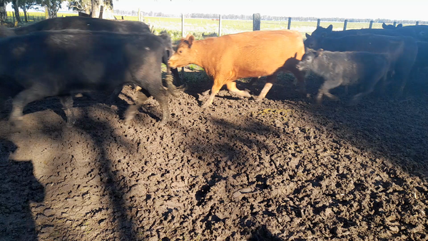 Lote 37 Vacas medio uso C/ cria Benito Juárez