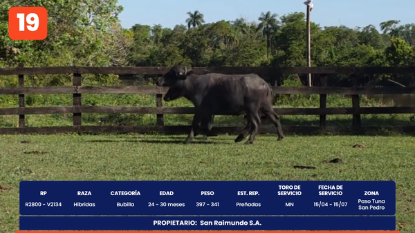 Lote LOTE 19