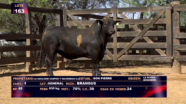 Lote LA GAULOISE  CAMPOS Y HACIENDAS - LOTE 163