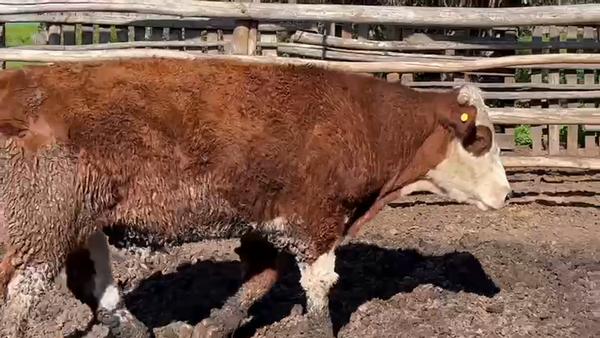 Lote 24 Novillo Engorda en Catemu, V  Región Valparaíso