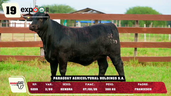 Lote LOTE 19