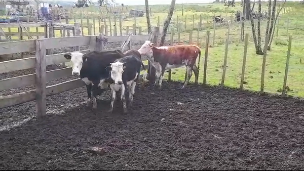 Lote (Vendido)4 Terneras 170kg -  en COSTAS DEL ROSARIO