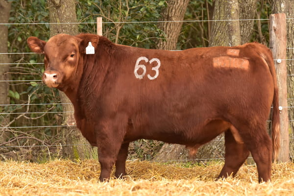 46102 — TOROS ANGUS PC