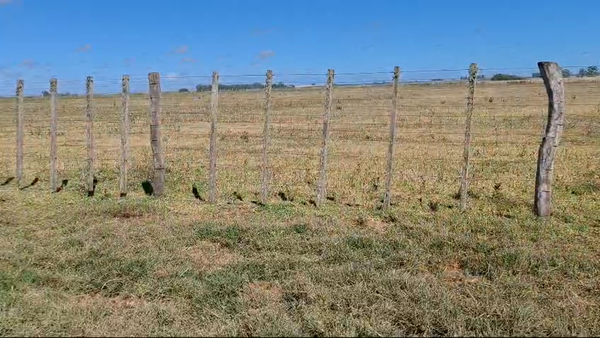 Lote Terneros enteros