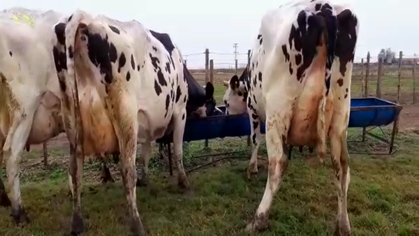 Lote Vacas En Producción - Hornero Chico