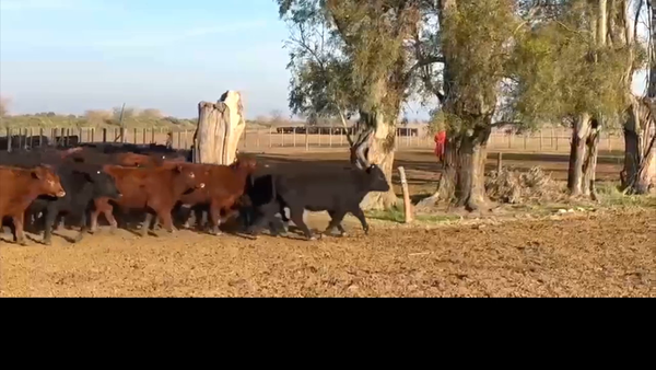 Lote 70 terneras