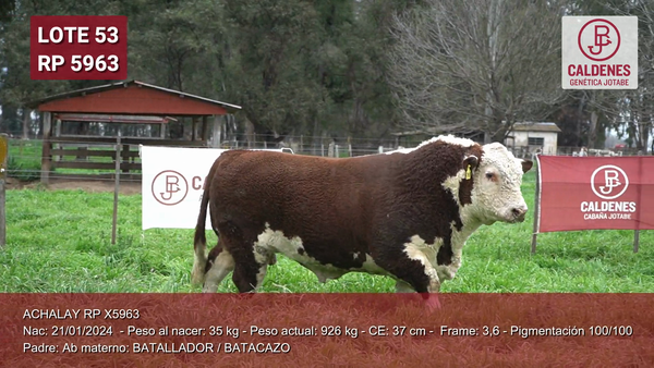 Lote Toro PP