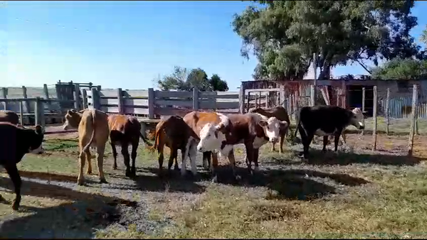 Lote 30 Vaquillonas  Hereford en San Gregorio