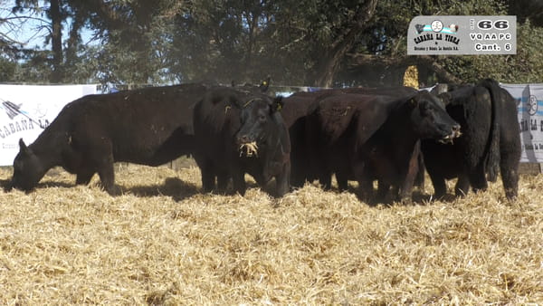 Lote VAQUILLONAS  PC  PARICION PRIMAVERA