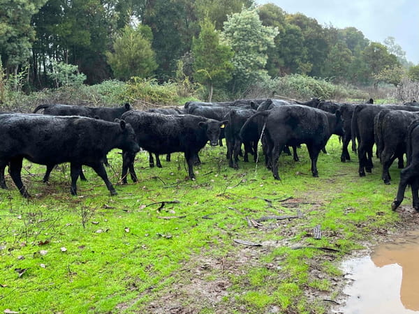 Lote 24 Vaquilla Encaste en San Carlos, XVI Región Ñuble
