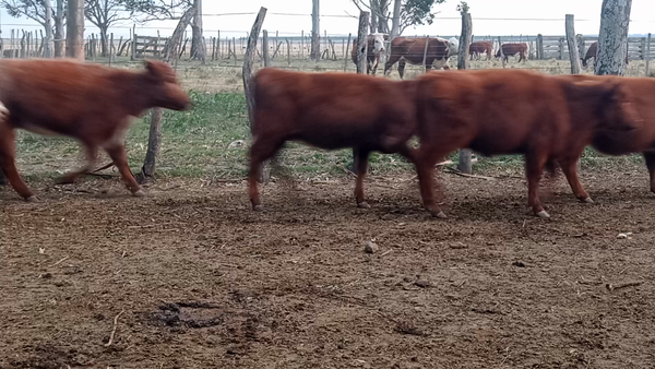 Lote 135 Terneros/as en Corrientes, Curuzu Cuatia