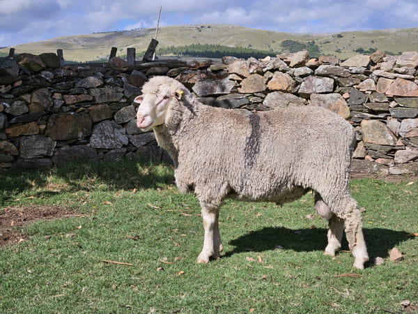 Lote (Vendido)Carneros, Lavalleja