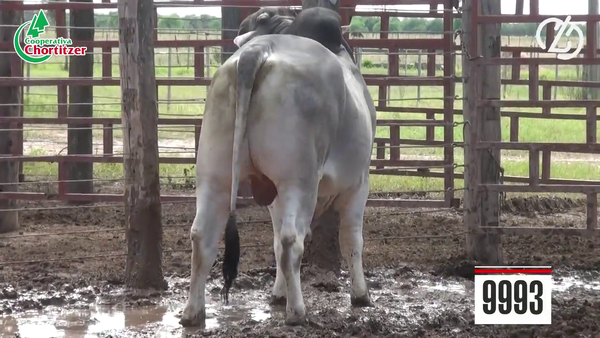 Lote Brahman