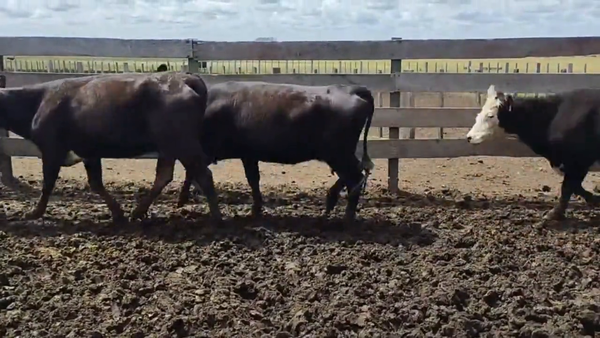 Lote Vacas Preñadas