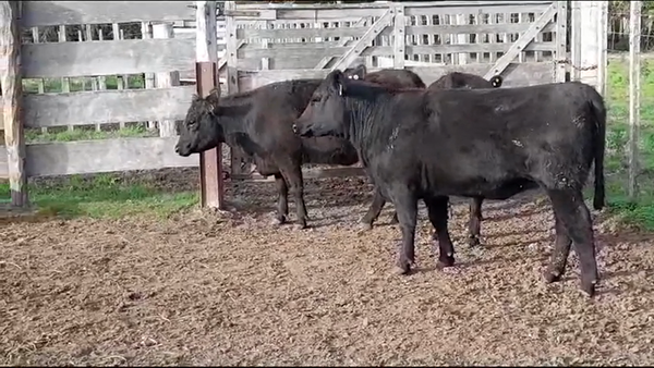 Lote VAQUILLONAS GORDAS