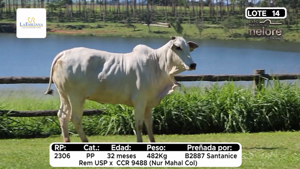 Lote Nacional Nelore Campo - Lote 14