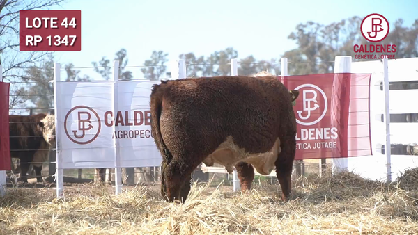 Lote Toro PR