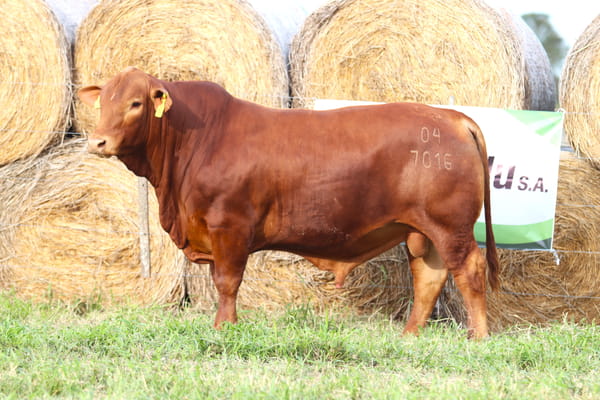 Lote LOTE 83