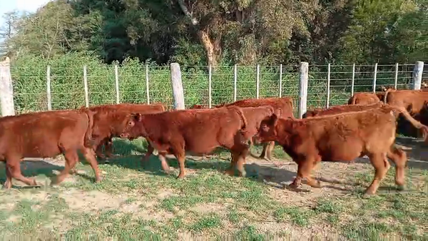 Lote 39 Terneros
