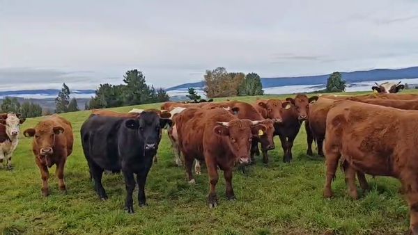 Lote 55 Novillo Engorda en Fresia, X Región Los Lagos