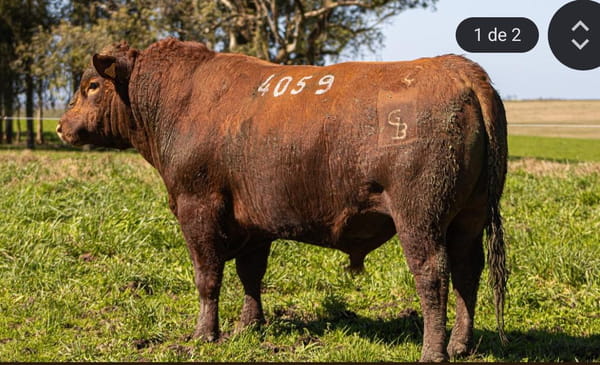 Lote RP 4059
