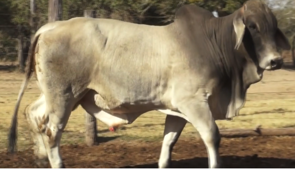 Lote TOROS(CORRAL 33)BRAHMAN "CABAÑA DON TOMAS"