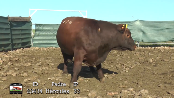 Lote 3 Toros, Durazno