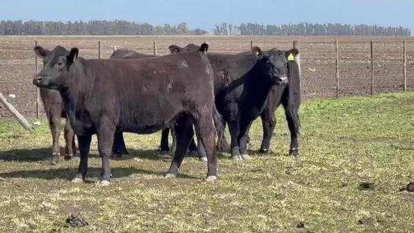 Lote Vaquillonas PC preñadas