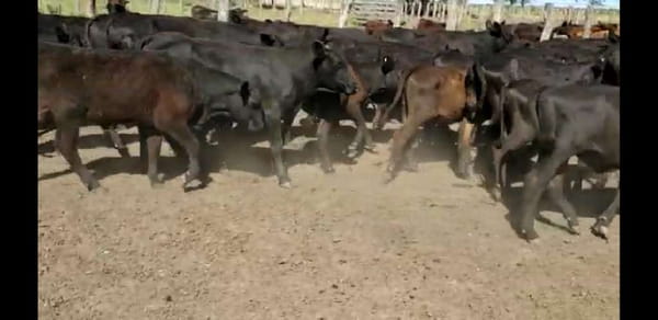 Lote 59 Terneros/as en Villaguay, Entre Ríos