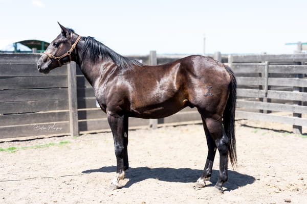 Lote LE CHARRUA 36 OLENA LE MUSTANG