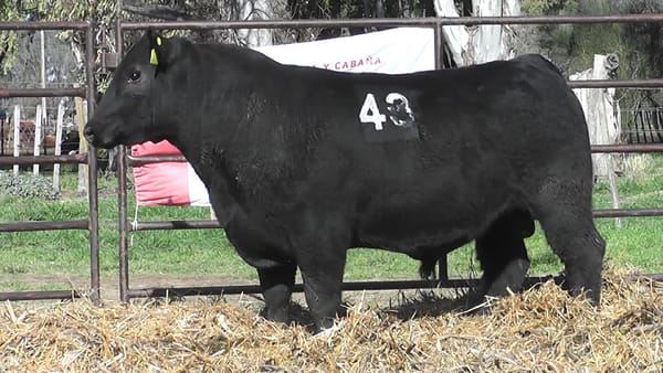 Lote ANGUS PURO CONTROLADO