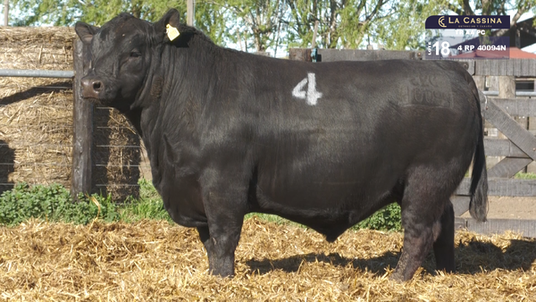 4 40094N — TOROS ANGUS PURO CONTROLADO