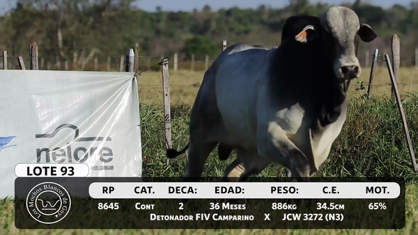 Lote LOTE 93