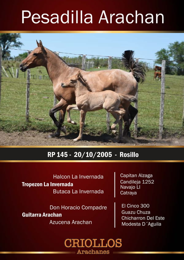 Lote Pesadilla Arachán - RP RP 145