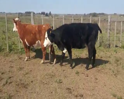 Lote 2 Vacas de Invernada HEREFORD Y ANGUS 380kg - , San José