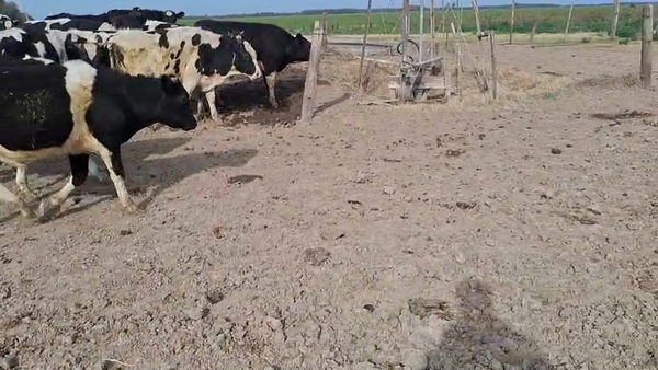 Lote 18 Terneros Holando Argentino en Col. Bossi, Santa Fe