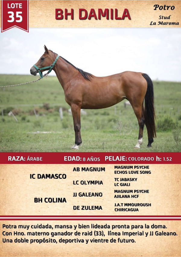 Lote BH DAMILA