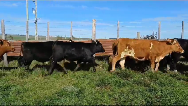 Lote (Vendido)9 Novillos 1 a 2 años ANGUS - HEREFORD/ ANGUS 360kg -  en PUNTAS DE SAUCE